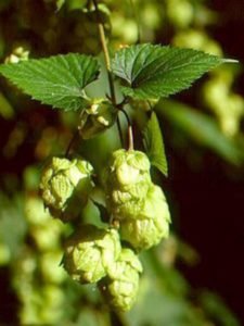 teinture naturelle houblon